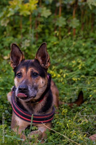 German Shepherd taking a walk.