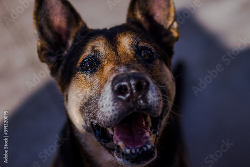 German Shepherd waiting for the ball.