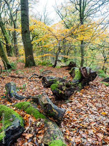 Autumn woodland with bare trees and leaves on the ground. Otley Chevin Park. Yorkshire. photo