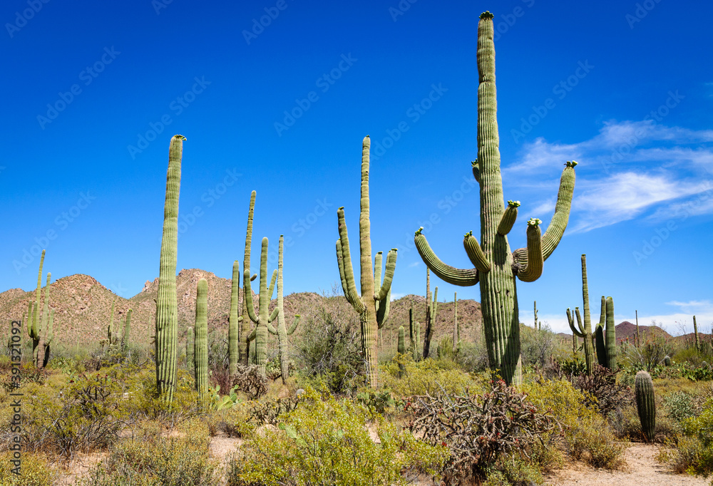 The Famous Cactuses of Saguaro National Park