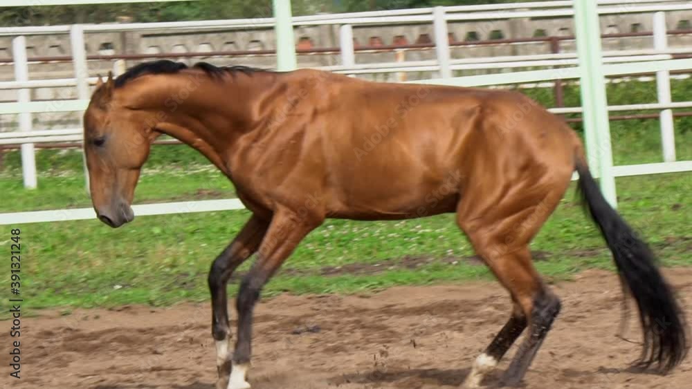 Beautiful bay horse in paddock in sand, playing in slow-motion Beautiful bay horse in paddock in sand, playing in slow-motion