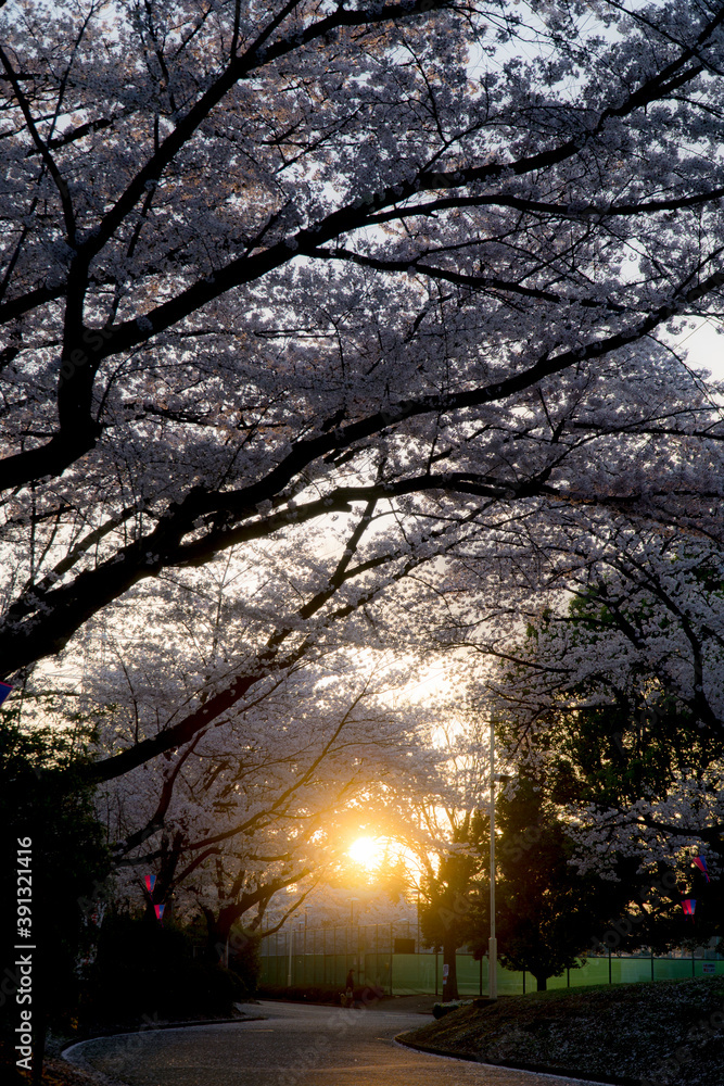 夕方の桜並木の道