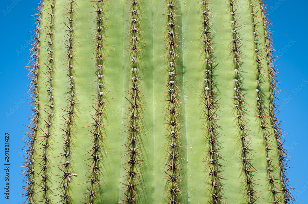 Naklejka premium The Famous Cactuses of Saguaro National Park