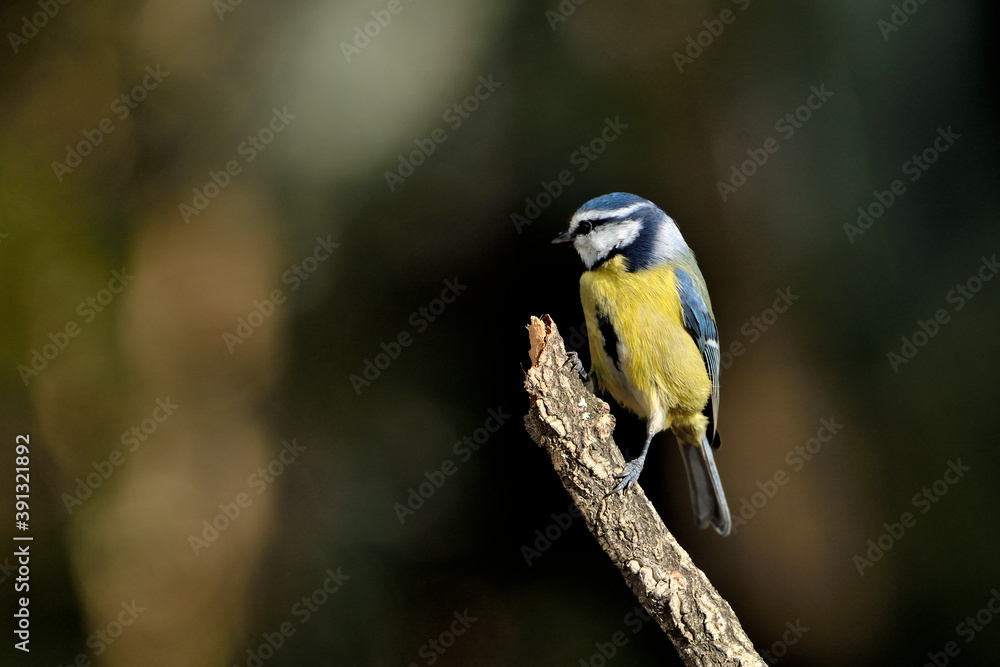 Fototapeta premium herrerillo común posado en una rama diagonal con fondo verde (Cyanistes caeruleus) Ojén Málaga España 
