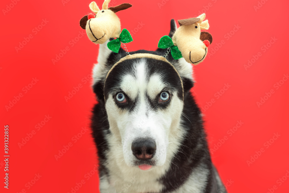 Portrait of the funny husky dog in funny carnival antlers horn over the red background