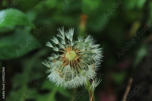 L  wenzahn Blume Natur Pusteblume 