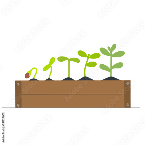 Small green seedlings growing in a wooden box. Isolated vector illustration.