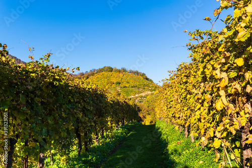 Fototapeta Naklejka Na Ścianę i Meble -  The Prosecco hills in autumn