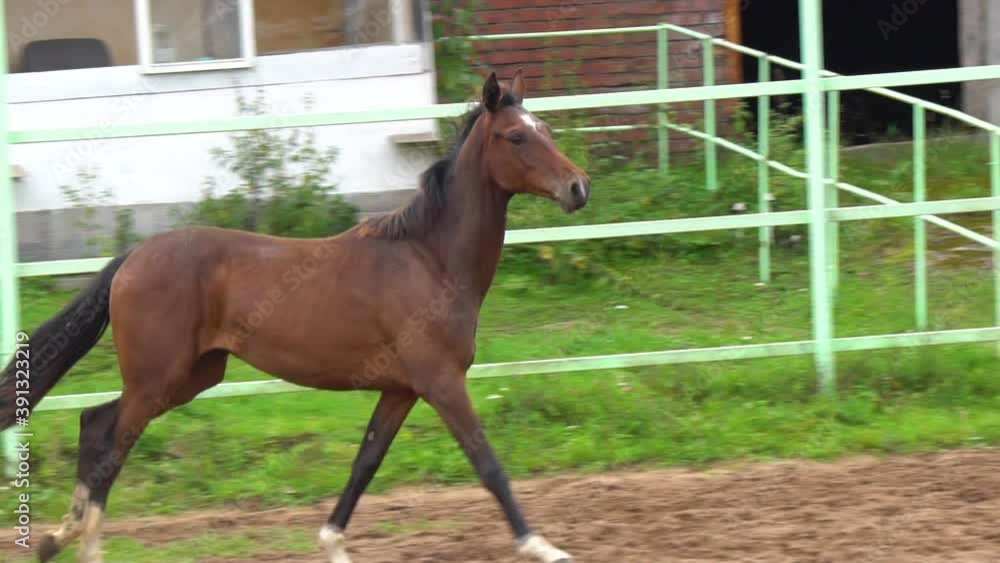 Young bay horse galloping on paddock, slow-motion Young bay horse galloping on paddock, slow-motion