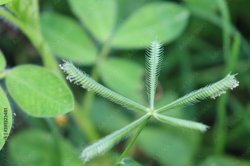 fern leaf with dew