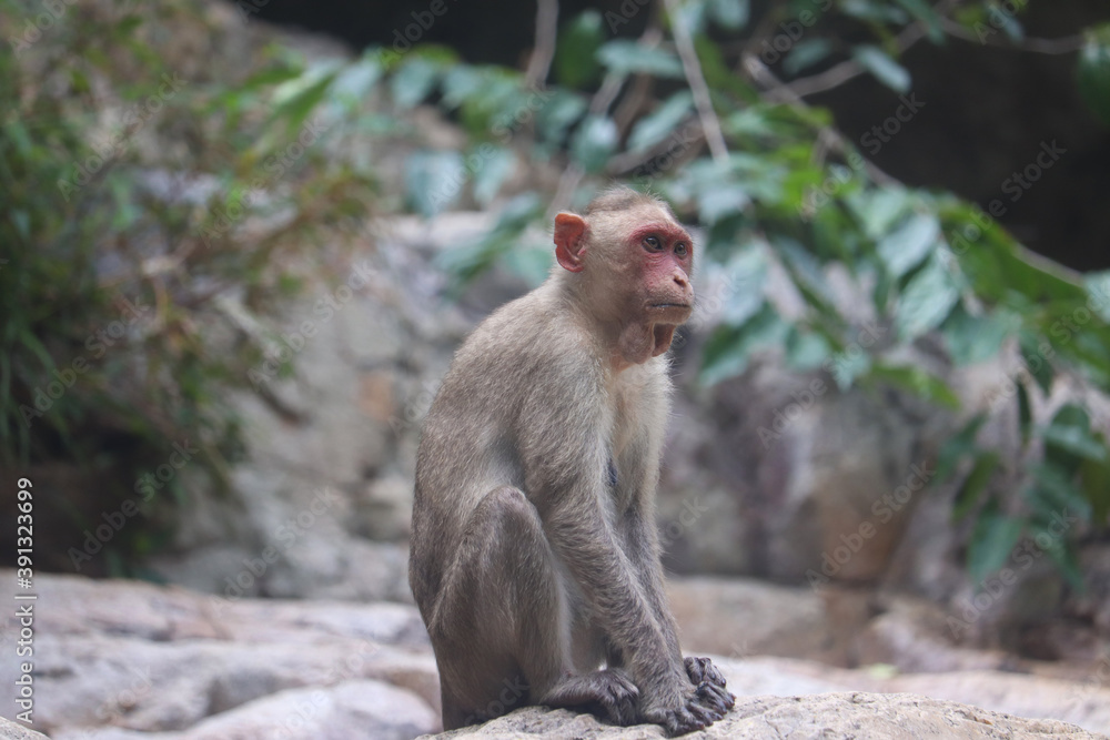 japanese macaque sitting on the rock