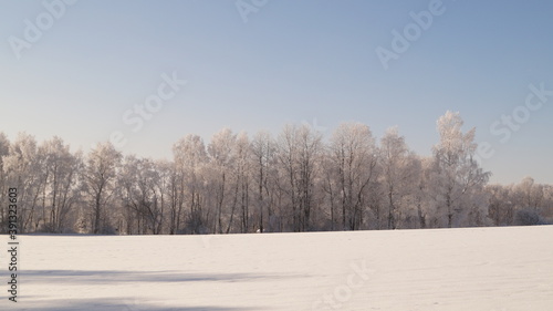 snow covered trees © Stanislav
