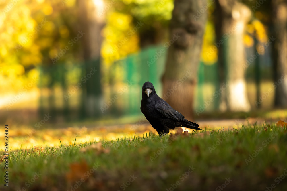 Fototapeta premium Raven on a green meadow with autumn leaves and background