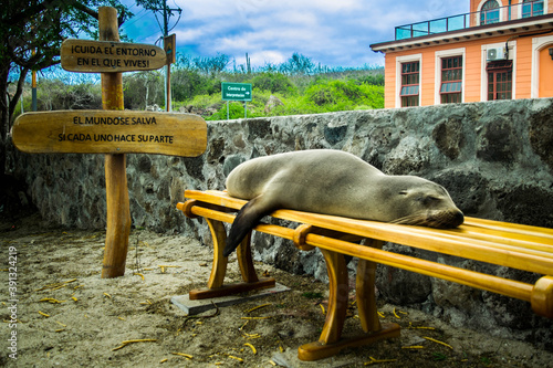Sea lion sleeping galapagos