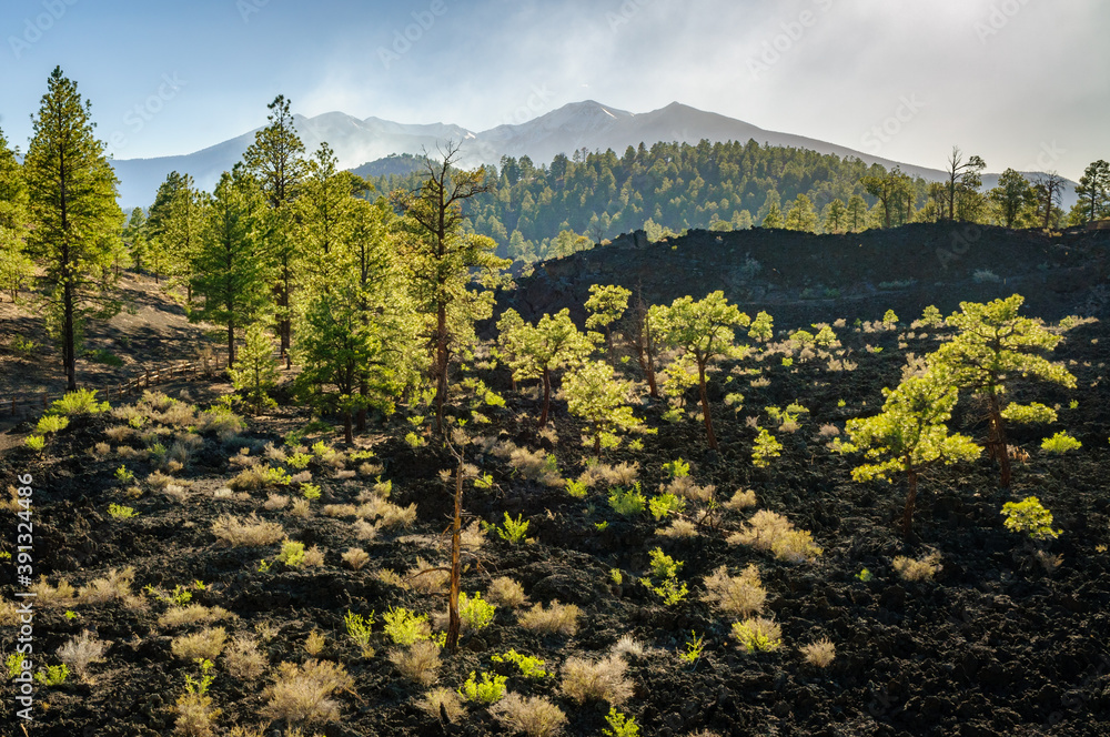 Landscape at Sunset Crater National Monument