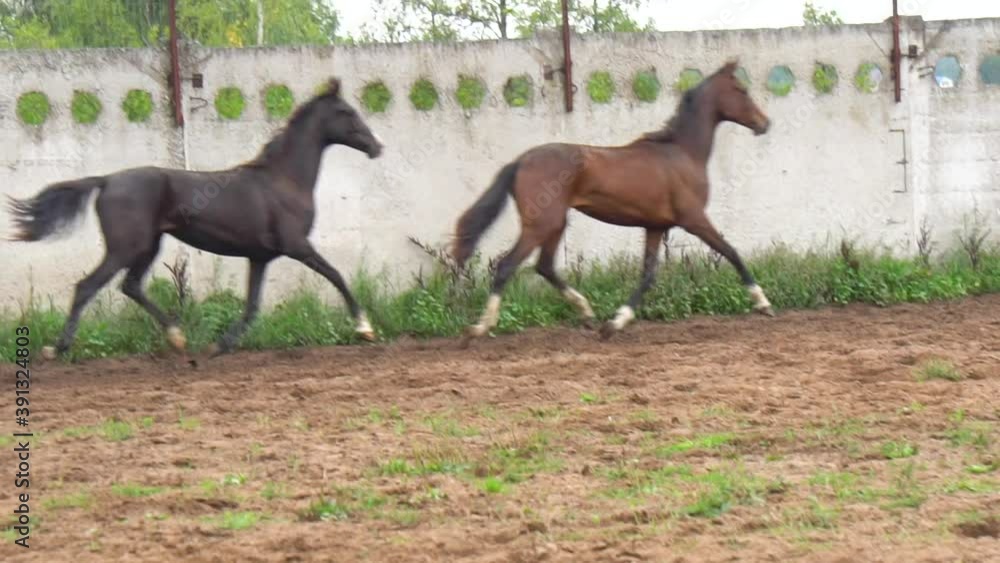 Beautiful horses trotting pa de de in paddock in a slow-motion Beautiful horses trotting pa de de in paddock in a slow-motion