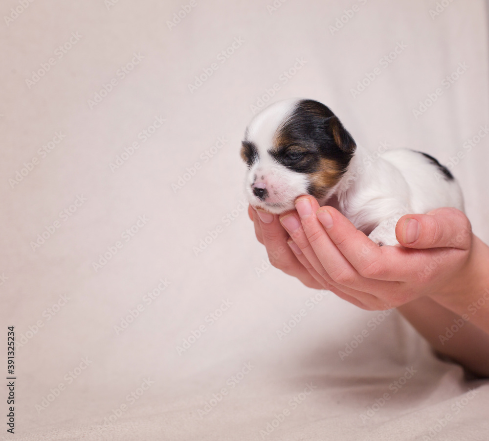 gentle little puppy Biewer Yorkshire Terrier in hands on a light background
gentle little puppy Biewer Yorkshire Terrier in hands on a light background