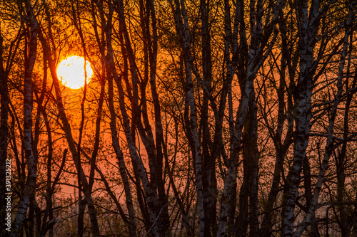 Sonnenaufgang im Moor bei Bargerveen. photo