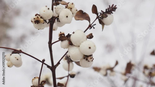Bush of snowberry sways in the wind. Snow winter background. Dry berries