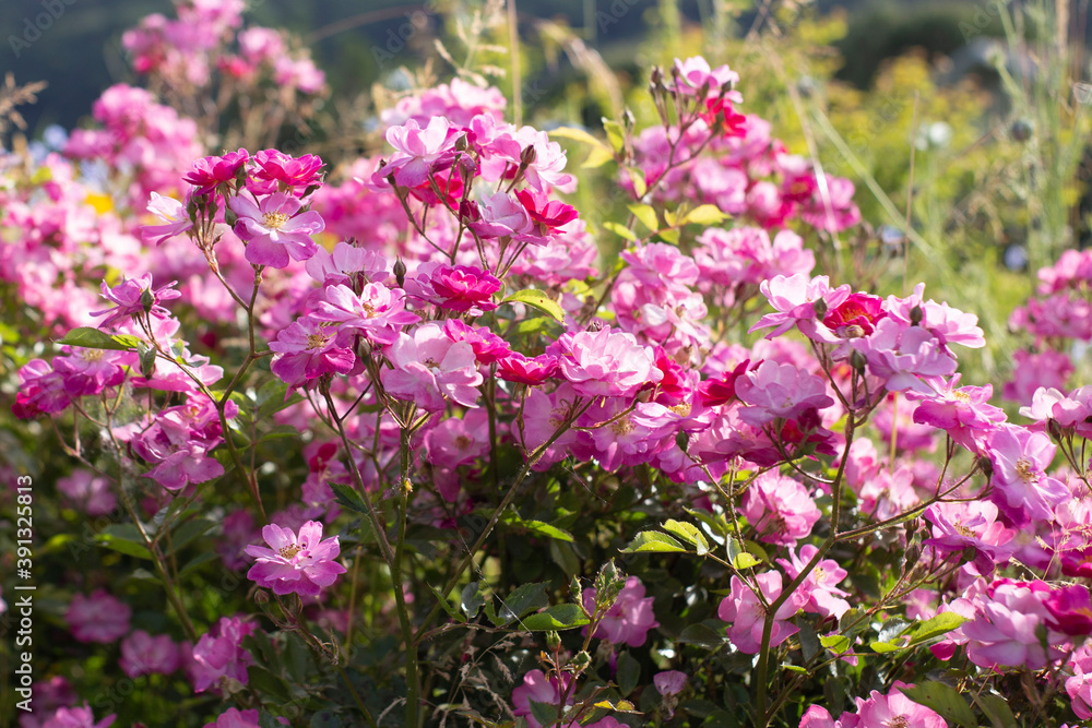 Rosier de France