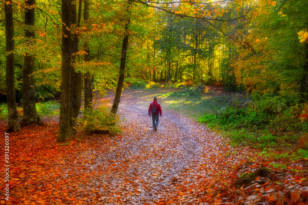 Image of colorful leaves falling down from tree branches in autumn. (Yedigöller). Yedigoller National Park, Bolu, Bursa, Istanbul. Turkey.