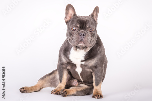 Französische Bulldogge 