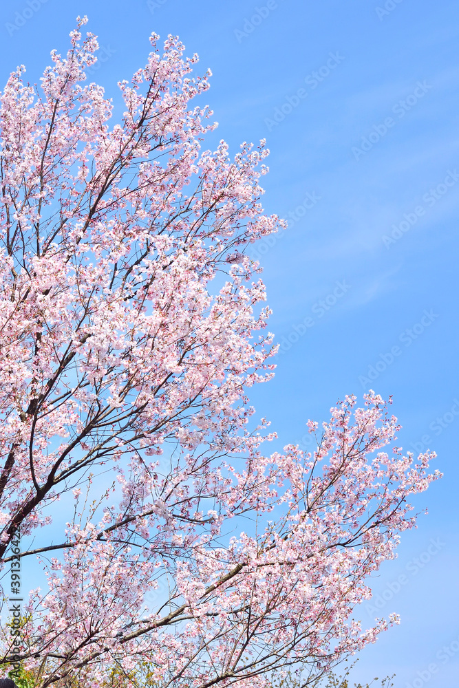 青空と桜の木