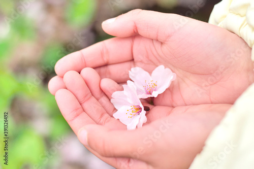 子供の手のひらの上のサクラの花
