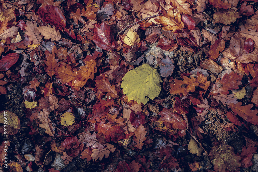 Obraz premium autumn leaves in the forest