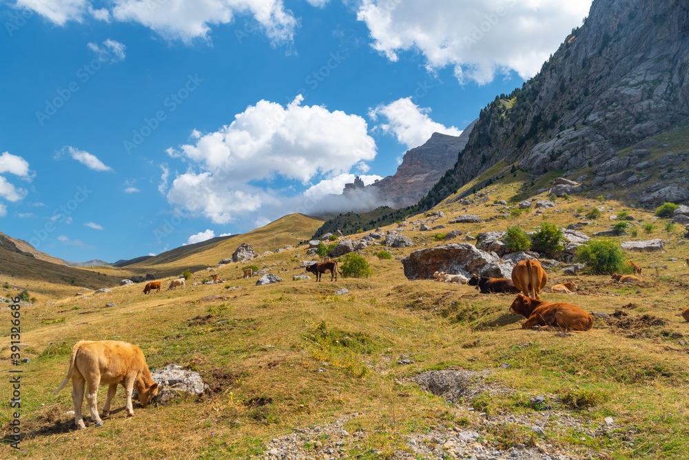 Cows grazing quietly in the Izas canal along the GR11 in the Aragonese Pyrenees