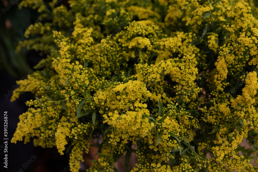 Beautiful bouquet of Solidago or goldenrod flowers in autumn.