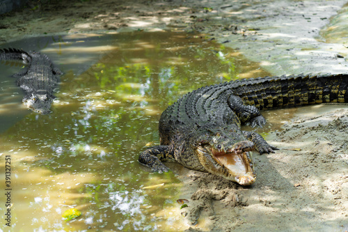 Dangerous crocodile on the lake close up