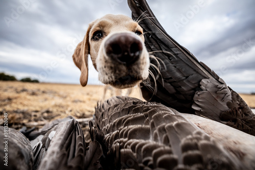 Waterfowl Hunting photo