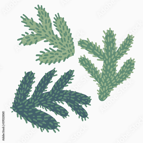 Vector isolated design illustration with decorative Christmas tree green branches