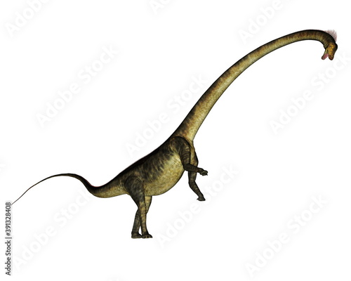 Barosaurus dinosaur rearing up isolated in white background - 3D render