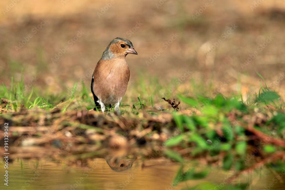 pinzón vulgar en el suelo del bosque (Fringilla montifringilla) Ojén Málaga España pinzón vulgar en el suelo del bosque (Fringilla montifringilla) Ojén Málaga España