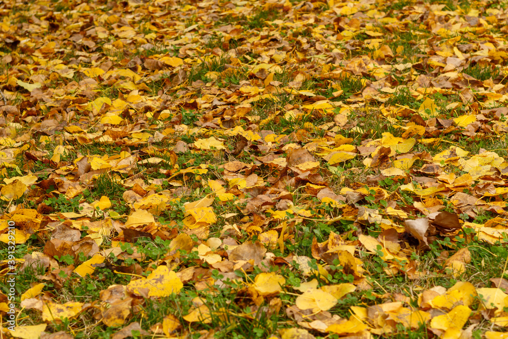 Colorful Autumn Leaves on The Ground Colorful Autumn Leaves on The Ground