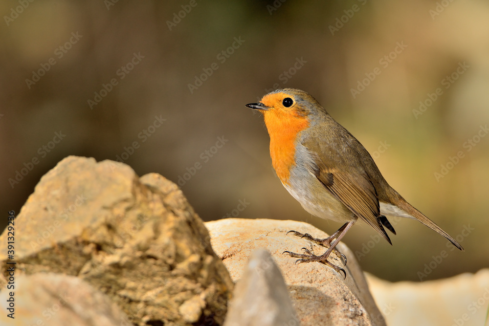 petirrojo europeo posado en una piedra del parque (Erithacus rubecula) Ojén Málaga España petirrojo europeo posado en una piedra del parque (Erithacus rubecula) Ojén Málaga España