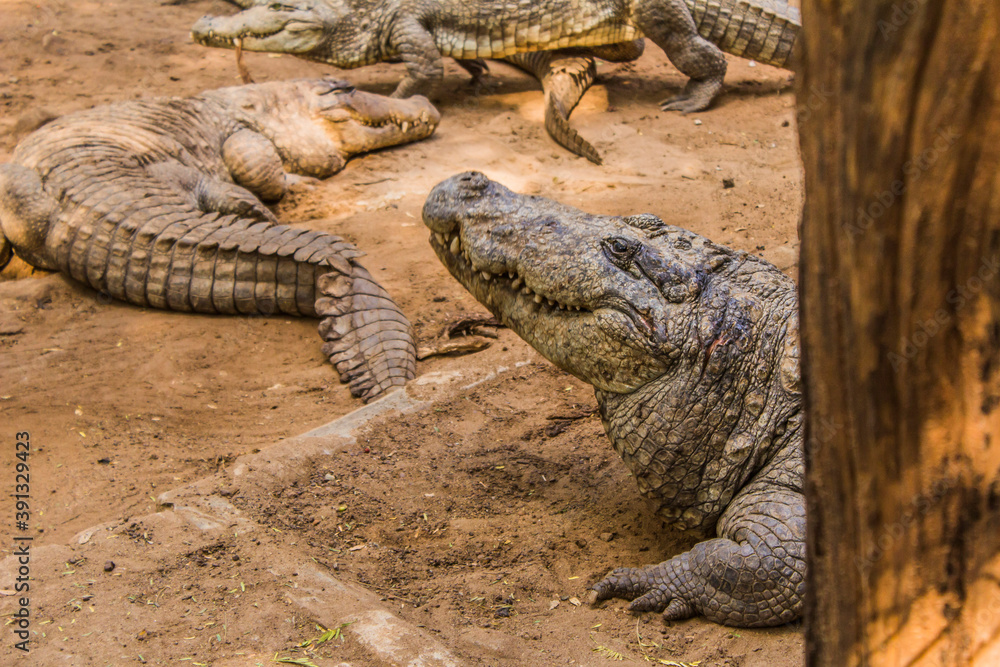 Crocodiles sitting in an enclosure in Chennai Crocodiles sitting in an enclosure in Chennai