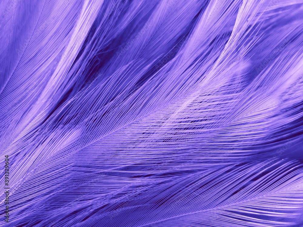 Beautiful abstract purple feathers on dark background, blue feather texture on black pattern, purple background, colorful feather wallpaper, love valentines day, dark texture Beautiful abstract purple feathers on dark background, blue feather texture on black pattern, purple background, colorful feather wallpaper, love valentines day, dark texture