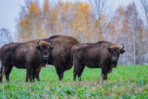  impressive wild bison in autumn scenery