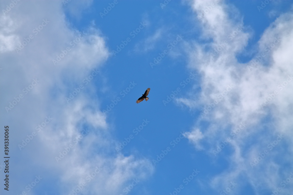 large beautiful bird of prey is flying high in the sky. An eagle hovers in the clouds. Blue sky, clouds and a large bird of prey