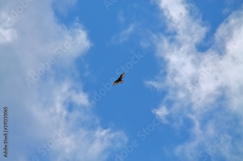 large beautiful bird of prey is flying high in the sky. An eagle hovers in the clouds. Blue sky  clouds and a large bird of prey