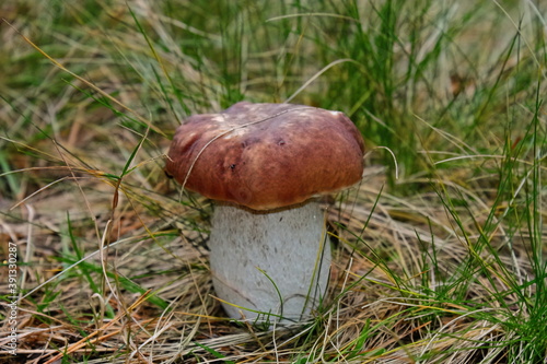 A beautiful non-wormy mushroom boletus. In the fall, mushrooms grow in the forest for food. vegetarians eat mushrooms. Forest glade with a track and boletus. Sunny day in the forest in autumn
