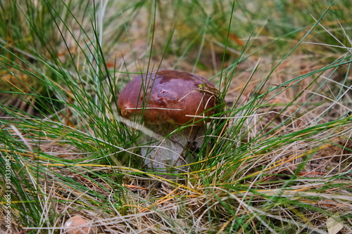 In the forest, an edible mushroom grows in the tall grass. Collect mushrooms in the forest. Boletus boletus can be found in the green grass in autumn. people eat mushrooms.