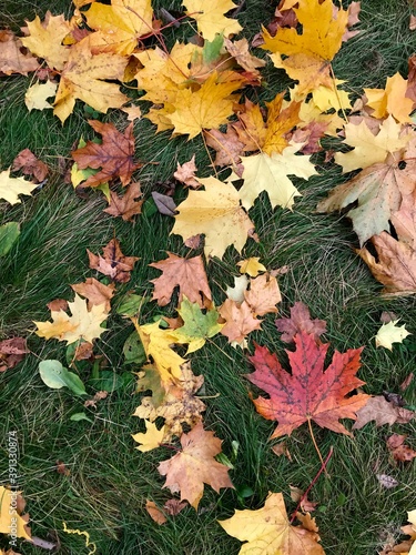 autumn leaves background © Мария Устинова
