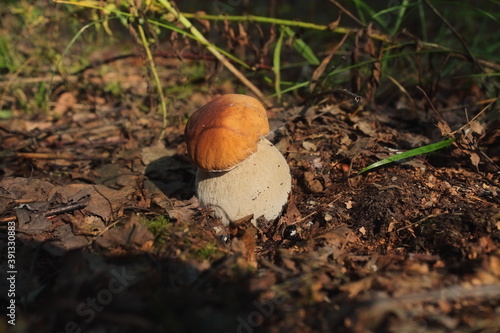 in the sun a young white mushroom in the forest in autumn. an edible and useful mushroom for humans. the sun illuminates the boletus in a clearing in the forest