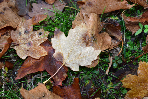 fallen autumn leaves