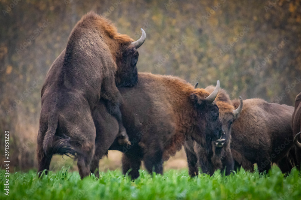 impressive wild bison in autumn scenery
impressive wild bison in autumn scenery