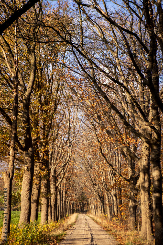 Dirt road stately lane of vibrant autumn coloured trees lit up by a bright afternoon sun. Fall season concept. Dirt road stately lane of vibrant autumn coloured trees lit up by a bright afternoon sun. Fall season concept.